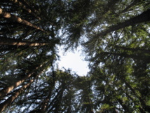 Anillo de copas de 'Sequoia sempervirens', árbol perennifolio muy longevo (entre 2.000 y 3.000 años) y uno de los organismos más altos conocidos (alcanza los 115 metros de altura sin incluir las raíces). Imagen: Goldblattster. Fuente: Wikipedia.
