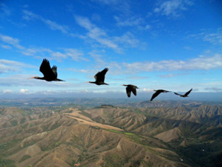 Aves 'Ibis eremita' volando en formación. Imagen: Markus Unsöld. Fuente: Proyecto Waldrapp.