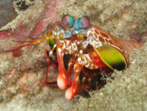 Un estomatópodo. Imagen: Silke Baron. Fuente: Wikipedia.