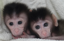 Gemelos de macaco cangrejero modificados genéticamente. Fuente: Cell.