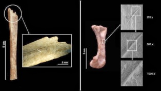 Marcas de corte observadas en los restos fósiles de gato salvaje encontrados en Abric Romaní demuestran que este animal fue procesado por los neandertales. Fuente: IPHEC.