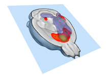 Regiones cerebrales fuertemente conectadas. Imagen: Alessandro Gozzi/IIT. Fuente: EMBL. Regiones cerebrales fuertemente conectadas. Imagen: Alessandro Gozzi/IIT. Fuente: EMBL.