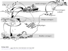 Cadena trófica de los alimentos generados por humanos. Fuente: Imedea. Cadena trófica de los alimentos generados por humanos. Fuente: Imedea.