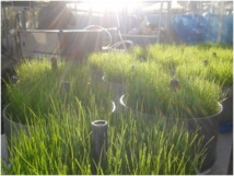 Cultivos realizados por los investigadores de la UPM. Fuente: UPM. Cultivos realizados por los investigadores de la UPM. Fuente: UPM.