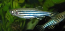 El estudio del CSIC fue realizado con peces cebra. Imagen: Azul. Fuente: Wikipedia.