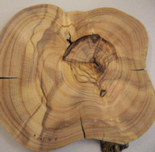 Las fluctuaciones de densidad hacen difícil identificar ciertos anillos. Imagen: Turi Humbel. Fuente: WSL/Universidad de Zúrich. Las fluctuaciones de densidad hacen difícil identificar ciertos anillos. Imagen: Turi Humbel. Fuente: WSL/Universidad de Zúrich.