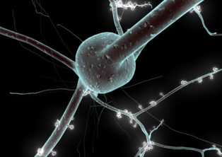 El funcionamiento del sistema nervioso central se basa en el establecimiento de largos tractos axonales que crecen siguiendo complejas trayectorias. Fuente: BlueBrain.