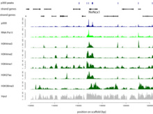 Identificación de diferentes modificaciones de la cromatina. Imagen: M. Schwaiger. Fuente: Universidad de Viena. Identificación de diferentes modificaciones de la cromatina. Imagen: M. Schwaiger. Fuente: Universidad de Viena.