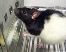 Rata realizando pruebas cognitivas. Fuente: UAB. Rata realizando pruebas cognitivas. Fuente: UAB.