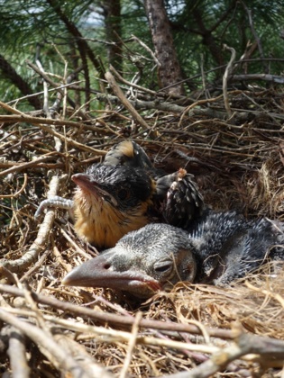 Polluelos de corneja negra y cuco en un mismo nido reclamando alimento. Fuente: Universidad de Oviedo.