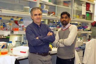 Angel R. Nebreda y Jalaj Gupta en el laboratorio del IRB, en Barcelona. Fuente: IRB.
