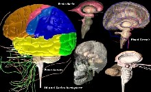 Visión en tres dimensiones del cerebro humano