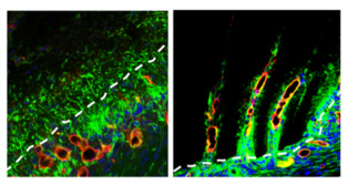 magen: Andamios de nanofibras aleatorias (izquierda) y alineadas (derecha) tras una semana de la implantación en el córtex cerebral de ratones. Las células gliales (verde) y los vasos sanguíneos (rojo) penetran en el andamio alineado y no en las fibras aleatorias (rayas blancas). Fuente: IBEC.
