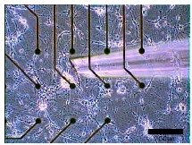 Red neuronal con electrodos. Universidad de Tel Aviv. Red neuronal con electrodos. Universidad de Tel Aviv.