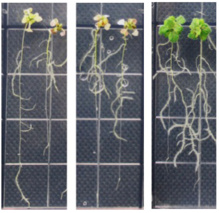 La planta de la derecha tiene más TPC1 del normal, la de enmedio, menos, y la de la izquierda, lo normal. Imagen: Won-Gyu Choi. Fuente: Gilroy Lab. La planta de la derecha tiene más TPC1 del normal, la de enmedio, menos, y la de la izquierda, lo normal. Imagen: Won-Gyu Choi. Fuente: Gilroy Lab.