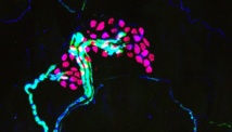 Células de Merkel (en rosa) y neuronas (en azul), localizadas justo debajo de la superficie de la piel, generan nuestra capacidad de percibir detalles finos y texturas a través del tacto. Imagen: Kara Marshall. Fuente: Centro Médico de la Universidad de Columbia.