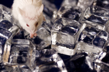 Imagen: tenjedendzien.pl. Fuente: PhotoXpress. Imagen: tenjedendzien.pl. Fuente: PhotoXpress.