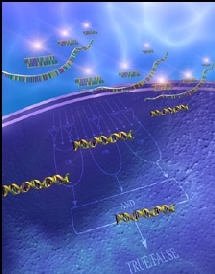 Recreación de un biocomputador. Kobi Benenson, Harvard University. Recreación de un biocomputador. Kobi Benenson, Harvard University.