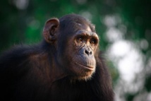 Los investigadores analizaron la capacidad de autocontrol del chimpancé y de otras 35 especies diferentes. Imagen: Evan L. MacLean. Fuente: Universidad Duke.