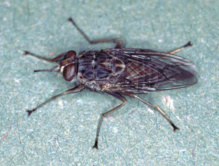 Mosca tse-tsé. Imagen: Alan R Walker. Fuente: Wikipedia. Mosca tse-tsé. Imagen: Alan R Walker. Fuente: Wikipedia.