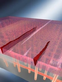 El nuevo material. J. Hanlon, Univ. of Illinois Beckman Institute El nuevo material. J. Hanlon, Univ. of Illinois Beckman Institute