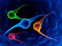 Imagen: Sebastian Tomus. Fuente: PhotoXpress. Imagen: Sebastian Tomus. Fuente: PhotoXpress.