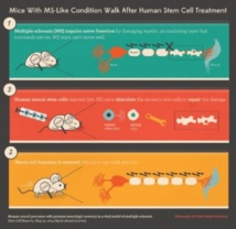 La esclerosis múltiple daña la mielina y afecta a la función nerviosa; las células madre inyectadas en el ratón reparan la mielina; y la función nerviosa se recupera. Fuente: Universidad de Utah.