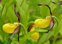 Cypripedium calceolus. Fuente: AlphaGalileo. Cypripedium calceolus. Fuente: AlphaGalileo.