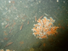 Estos sensores vigilan ya los arrecifes de coral. AA.