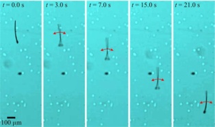 Los espermatozoides robóticos avanzan impulsados por sus flagelos, movidos por los campos magnéticos. Imagen: I.S.M. Khalil/S. Misra. Fuente: GUC/U.Twente.
