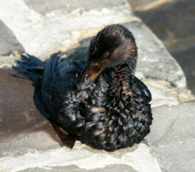 Pato cubierto de petróleo, por el derrame de la Bahía de San Francisco en 2007. Fuente: Wikipedia.