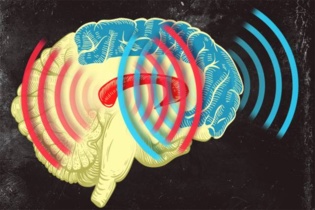 Las ondas que se originan en el cuerpo estríado (rojo) se sincronizan con las de la corteza prefrontal (azul) cuando se aprenden categorías. Imagen: Jose-Luis Olivares. Fuente: MIT.