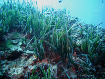 Posidonia oceanica en el Mediterráneo. Foto: Yoruno. Posidonia oceanica en el Mediterráneo. Foto: Yoruno.