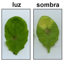 Efecto de la sombra en las defensas dependientes de jasmonato. Imagen: Roberto Solano. Fuente: CNB-CSIC. Efecto de la sombra en las defensas dependientes de jasmonato. Imagen: Roberto Solano. Fuente: CNB-CSIC.