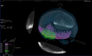 Mapa del proceso de embriogénesis captado por los investigadores de la UPM. Fuente: UPM. Mapa del proceso de embriogénesis captado por los investigadores de la UPM. Fuente: UPM.
