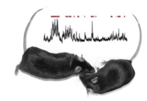 Estimular una zona del cerebro hace a los ratones más proclives a socializar. Imagen: Isaac Kauvar y Karl Deisseroth. Fuente: Universidad Stanford.