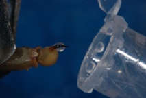 Fuente: VENOMICS. Fuente: VENOMICS.