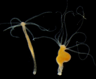 Pólipo Hydra con un tumor (derecha) junto a uno sano. Imagen: Alexander Klimovich. Fuente: Universidad de Kiel-CAU