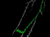 Ejemplo de dendrita piramidal. Imagen: Proyecto Cajal Blue Brain. Fuente: UPM. Ejemplo de dendrita piramidal. Imagen: Proyecto Cajal Blue Brain. Fuente: UPM.