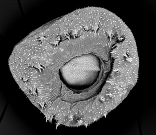 Descubren dos nuevos géneros de plantas: 'Memoremea' y 'Nihon' Descubren dos nuevos géneros de plantas: 'Memoremea' y 'Nihon'