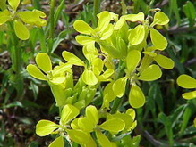 Los científicos del CSIC estudiaron 40 especies del género Erysimum L. Fuente: Wikipedia. Los científicos del CSIC estudiaron 40 especies del género Erysimum L. Fuente: Wikipedia.