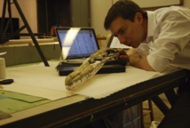 Dan Ksepka examina el cráneo fosilizado de ‘Pelagornis sandersi’. Imagen: Dan Ksepka. Fuente: NESCent (Centro Nacional de Síntesis Evolutiva).