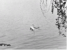 Patos en el Lago Constanza