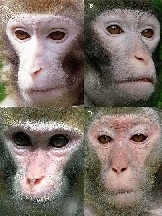 Algunos de los monos del experimento