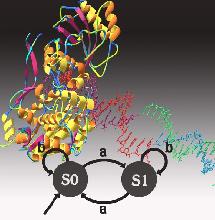 Ordenador molecular. Shapiro