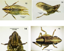 Conosimus baenai. Fuente: Journal of Insect Science.