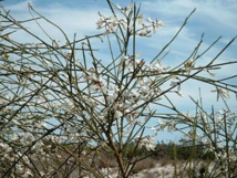 Retama, una de las plantas que emitirían más olores con el aumento de las temperaturas. Imagen: bdk. Fuente: Wikipedia.
