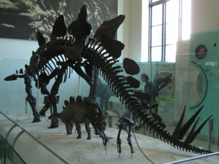 Esqueleto de estegosaurio, uno de los que estaban ya en declive cuando cayó el meteorito, en el Museo de Historia Natural de Nueva York. Imagen: Yosemite. Fuente: Wikipedia.