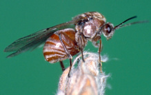 Ejemplar de avispa de las agallas ('Andricus quercustozae asex'). Imagen: J.L. Nieves Aldrey. Fuente: MNCN-CSIC. Ejemplar de avispa de las agallas ('Andricus quercustozae asex'). Imagen: J.L. Nieves Aldrey. Fuente: MNCN-CSIC.