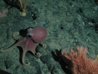 Graneledone boreopacifica en la bahía de Davidson. Imagen: NOAA/MBARI. Fuente: SIMoN. Graneledone boreopacifica en la bahía de Davidson. Imagen: NOAA/MBARI. Fuente: SIMoN.